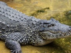 Крокодил напал на электрическую розетку и погиб