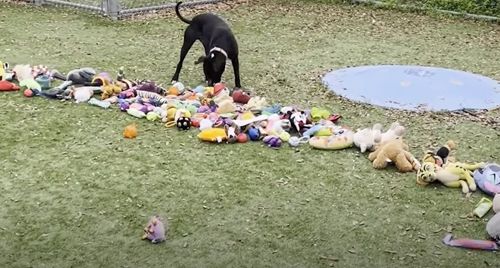 Приютские собаки выбрали себе по игрушке в подарок