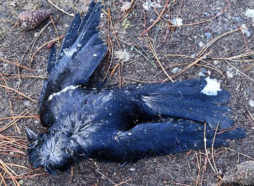 Люди обнаружили в парке несколько десятков мёртвых ворон