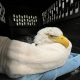 Белоголовые орланы отравились, съев животное, которое ранее подвергли эвтаназии