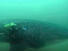 Водолазы спасли китовую акулу, запутавшуюся в рыболовной сети