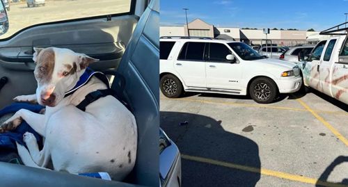 Лихачом, протаранившим две машины на парковке, оказалась собака за рулём
