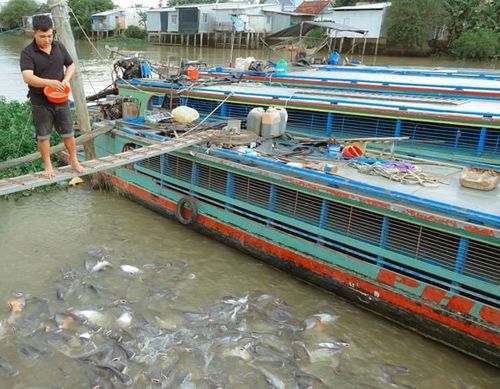 Тысячи речных рыб приплывают к жителю Вьетнама, чтобы получить угощение