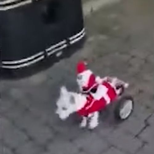Парализованная собака стала ездовым животным для игрушечного Санта Клауса