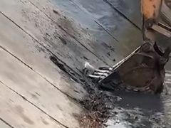 Щенка, упавшего в воду, спасли с помощью экскаватора