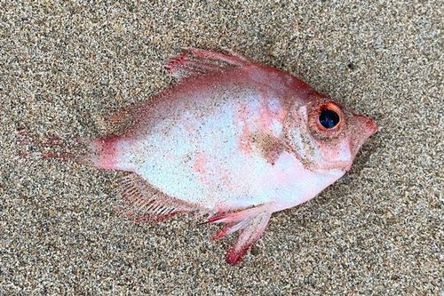 Редкая глубоководная рыба была выброшена на побережье