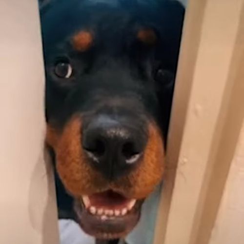 Пёс использует собственный нос, чтобы не позволять двери закрываться