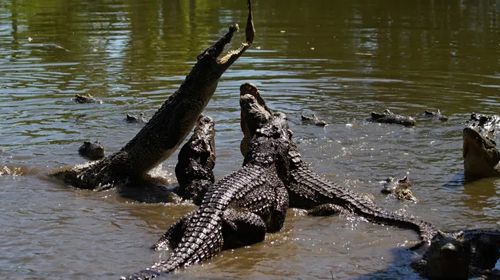 Крокодил напал на электрическую розетку и погиб