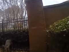 Полицейские спасли оленя, застрявшего в заборе