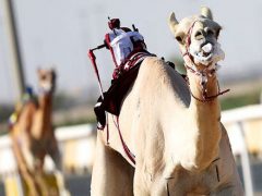 В гонках на верблюдах стали использоваться роботы-жокеи