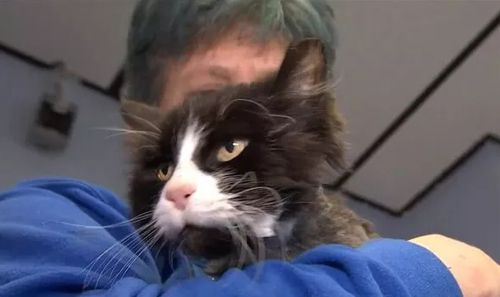 Кошка, которая сбежала из дома 10 лет назад, скоро воссоединится со своей семьёй