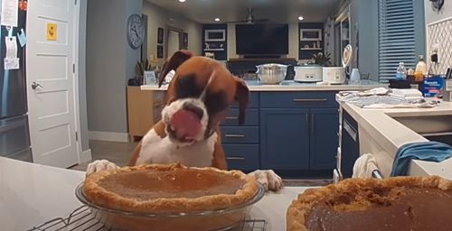 Непослушная собака сняла пробу с тыквенного пирога