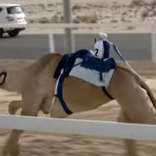 В гонках на верблюдах стали использоваться роботы-жокеи