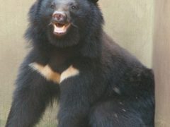 Хозяин, державший дома медведя, был убит питомцем