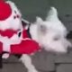 Парализованная собака стала ездовым животным для игрушечного Санта Клауса
