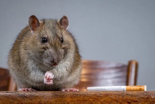 Ручная крыса спасла хозяйку, задремавшую с непотушенной сигаретой