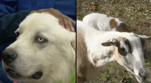Пёс вступил в героическую схватку с восемью койотами и защитил стадо овец