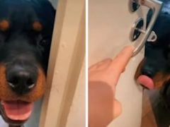 Пёс использует собственный нос, чтобы не позволять двери закрываться