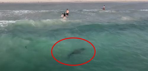 Пляж закрыли из-за акул, подплывших к людям слишком близко