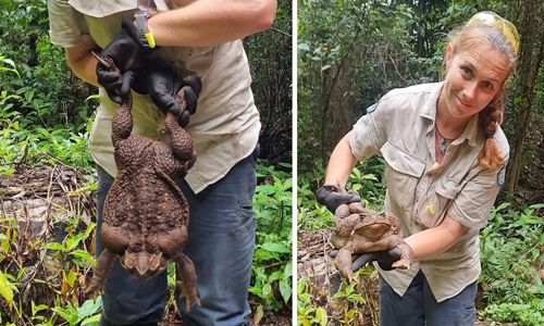 Рейнджеры нашли жабу, весившую 2,7 килограммов