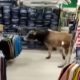 Корову, пришедшую в магазин мужской одежды, успешно вывели прочь
