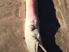 Устрашающие останки морского существа поставили очевидицу в тупик
