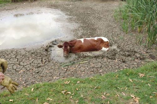 Корова, спасённая из торгового центра, на следующее утро застряла в грязи