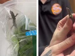 Супруги обнаружили ящерицу в пакете шпината