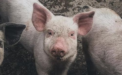 Мясник попытался зарезать свинью, но погиб из-за собственного ножа