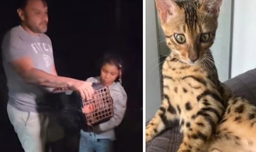 Пожарные изловили кошку, ошибочно принятую за ягуара, и выпустили её в лес
