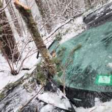 Водитель и пассажиры избежали травм, когда ветка пронзила стекло их машины