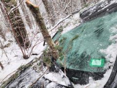 Водитель и пассажиры избежали травм, когда ветка пронзила стекло их машины