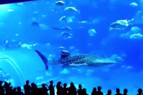 Из-за вспышки фотоаппарата тунец в аквариуме разбился насмерть
