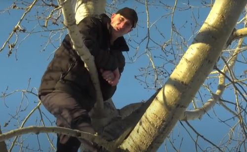 Лось загнал испуганного мужчину на дерево