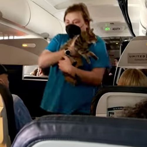 Кошка сбежала от хозяйки во время авиаперелёта и принялась бродить по самолёту