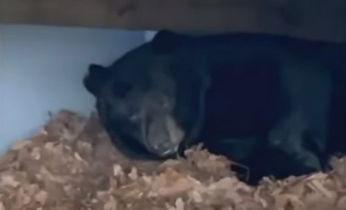 Домовладельцы позволили медведю впасть в спячку под террасой