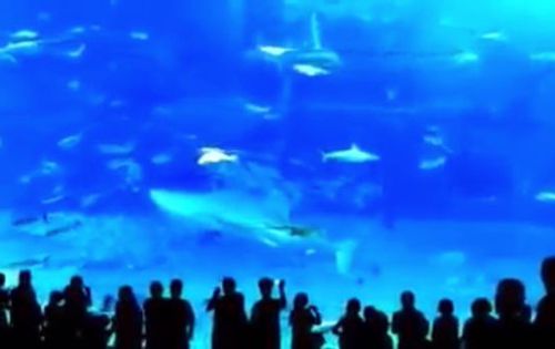 Из-за вспышки фотоаппарата тунец в аквариуме разбился насмерть