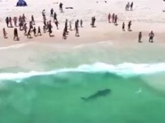 Акула приплыла на пляж и напугала отдыхающих