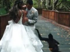 Обезьяна и её детёныш приняли участие в свадебном видео
