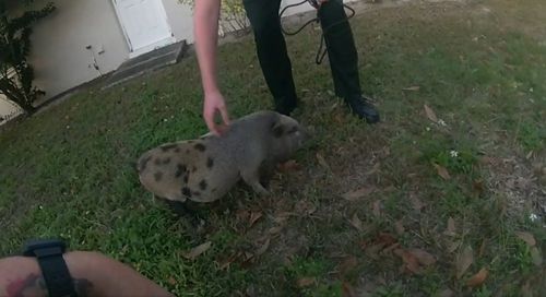 Полицейские быстро изловили свинью, которая сбежала от владельца
