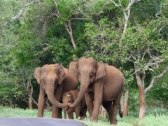 Слоны, защищавшие детёныша, растрогали пользователей интернета