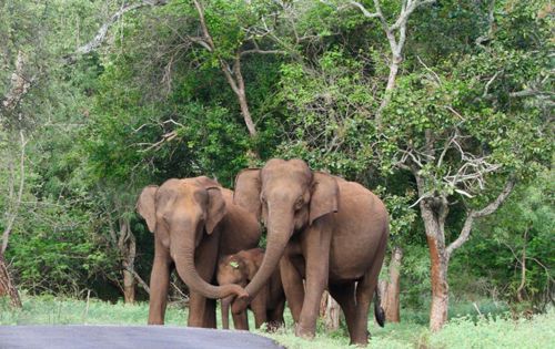Слоны, защищавшие детёныша, растрогали пользователей интернета
