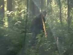 В лесистой местности возле реки удалось сфотографировать бигфута