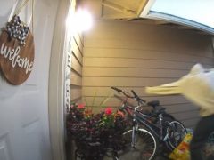Вор, попавший в объектив камеры видеонаблюдения, передумал красть велосипед