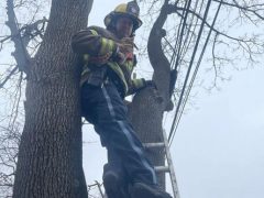 Спасатели доказали, что готовы снять кота с дерева не только в шутку, но и всерьёз