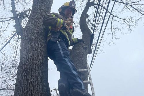 Спасатели доказали, что готовы снять кота с дерева не только в шутку, но и всерьёз