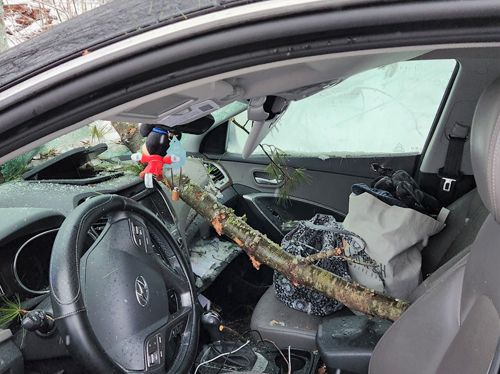 Водитель и пассажиры избежали травм, когда ветка пронзила стекло их машины