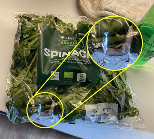 Супруги обнаружили ящерицу в пакете шпината