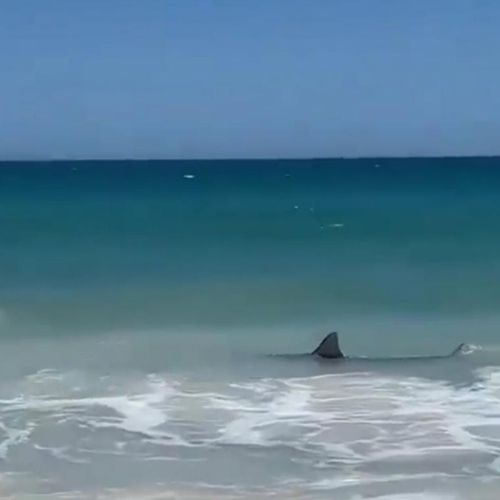 Акула приплыла на пляж и напугала отдыхающих