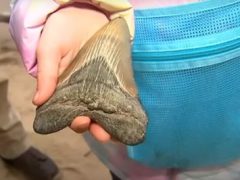 Девочка, коллекционирующая акульи зубы, нашла древний зуб мегалодона